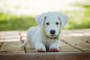5 Pierres pour les animaux ?