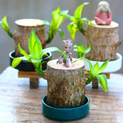 Mini plante vivante porte chance du Brésil avec figurine "bébé Groot"