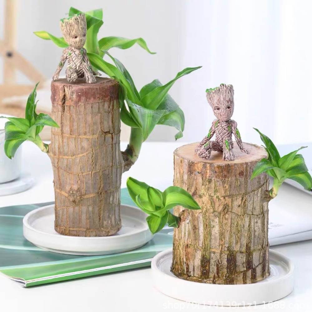 Mini plante vivante porte chance du Brésil avec figurine "bébé Groot"