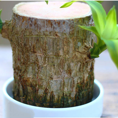 Mini plante vivante porte chance du Brésil avec figurine "bébé Groot"