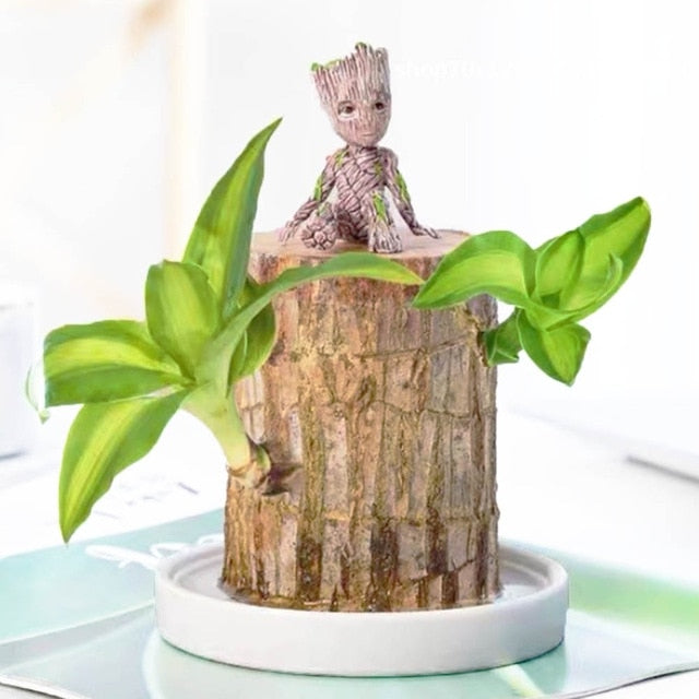 Mini plante vivante porte chance du Brésil avec figurine "bébé Groot"