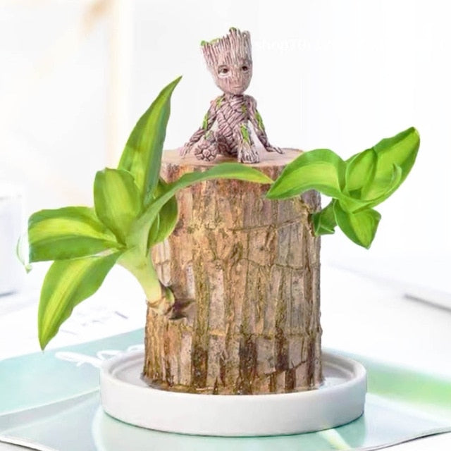 Mini plante vivante porte chance du Brésil avec figurine bébé Groot
