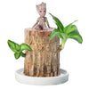 Mini plante vivante porte chance du Brésil avec figurine "bébé Groot"
