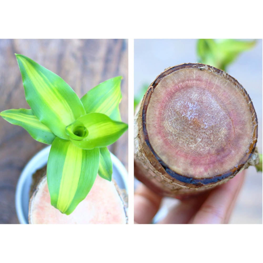 Mini plante vivante porte chance du Brésil avec figurine "bébé Groot"