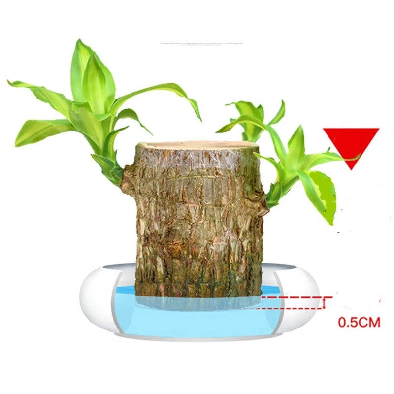 Mini plante vivante porte chance du Brésil avec figurine "bébé Groot"