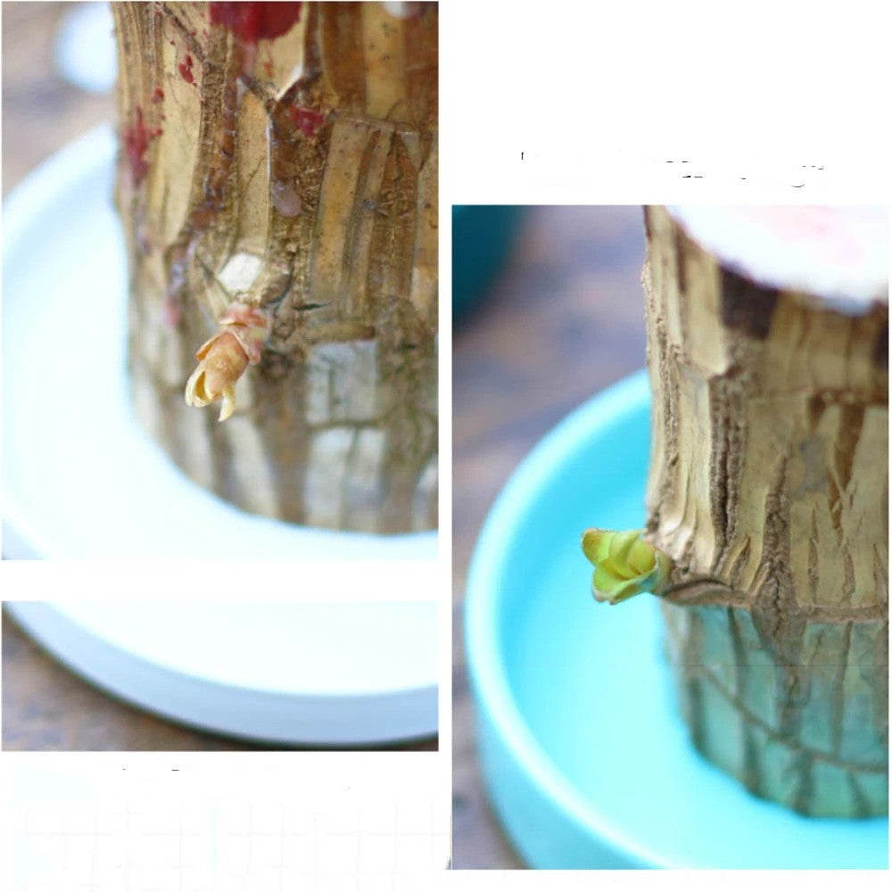 Mini plante vivante porte chance du Brésil avec figurine "bébé Groot"