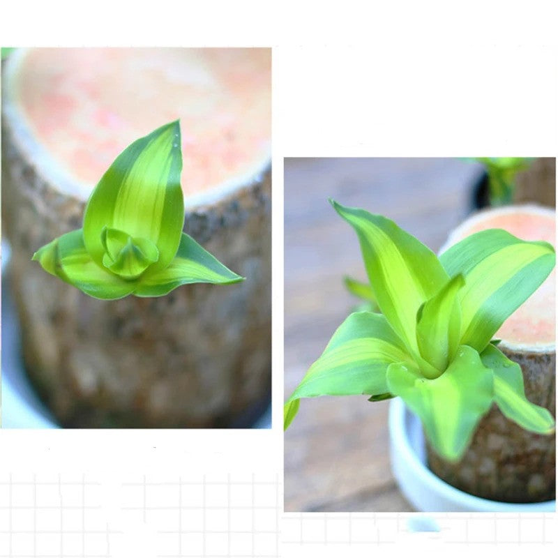 Mini plante vivante porte chance du Brésil avec figurine "bébé Groot"