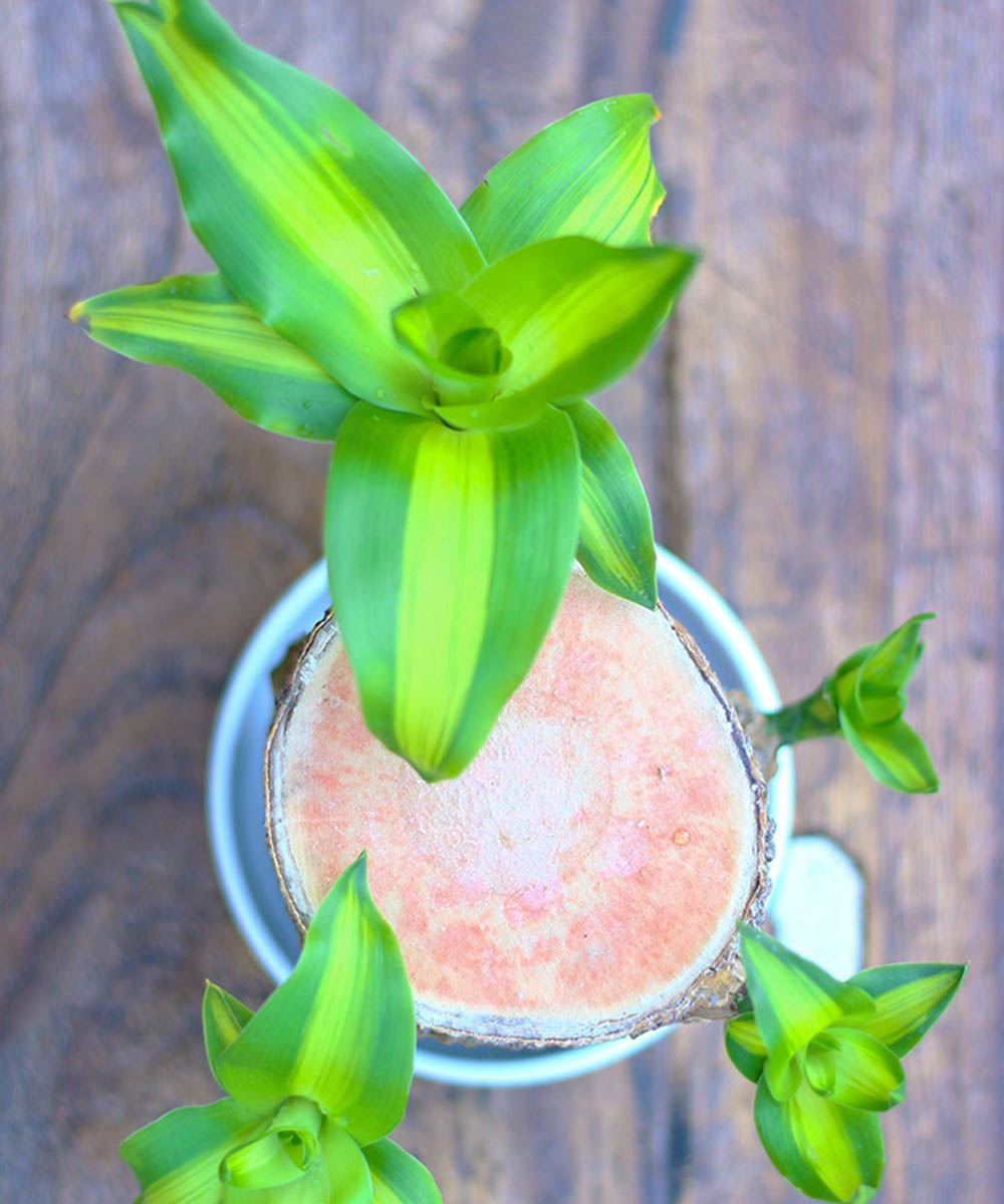 Mini plante vivante porte chance du Brésil avec figurine "bébé Groot"